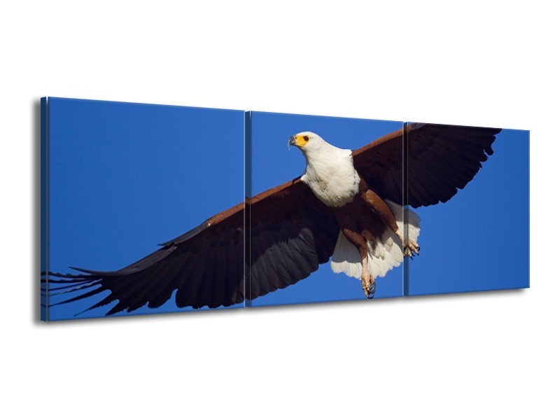 Glasschilderij Adelaar, Vogel | Blauw, Wit, Zwart | 150x50cm 3Luik