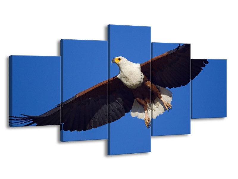 Canvas Schilderij Adelaar, Vogel | Blauw, Wit, Zwart | 150x80cm 5Luik