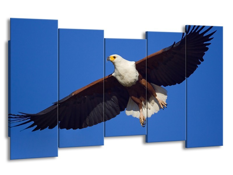 Canvas Schilderij Adelaar, Vogel | Blauw, Wit, Zwart | 150x80cm 5Luik