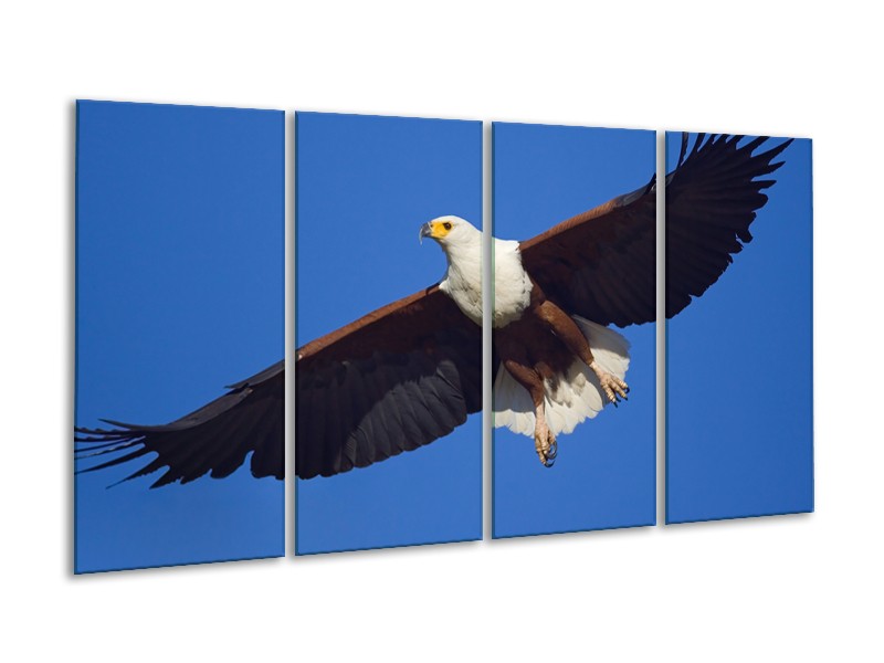 Glasschilderij Adelaar, Vogel | Blauw, Wit, Zwart | 160x80cm 4Luik
