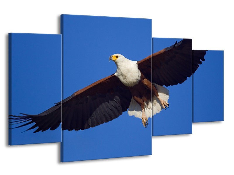 Canvas Schilderij Adelaar, Vogel | Blauw, Wit, Zwart | 160x90cm 4Luik