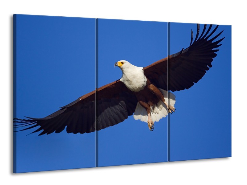 Glasschilderij Adelaar, Vogel | Blauw, Wit, Zwart | 165x100cm 3Luik