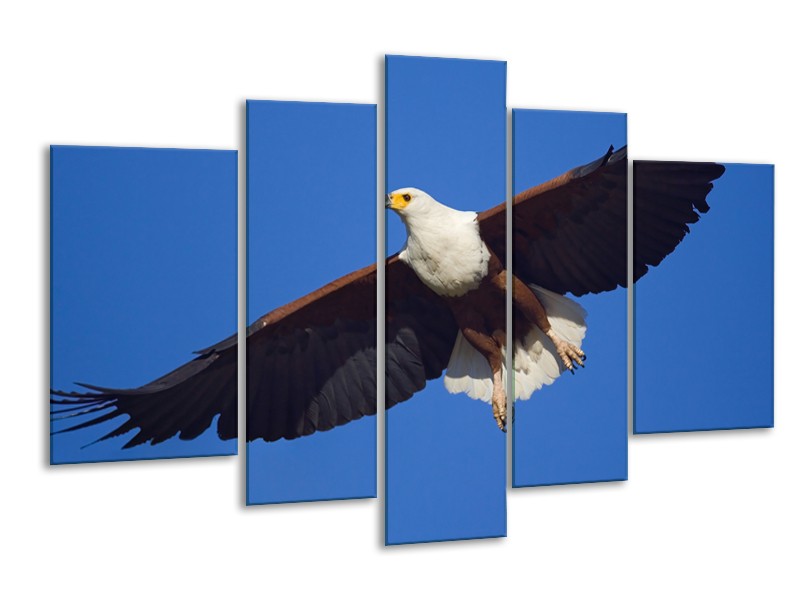 Canvas Schilderij Adelaar, Vogel | Blauw, Wit, Zwart | 170x100cm 5Luik