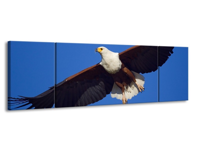 Canvas Schilderij Adelaar, Vogel | Blauw, Wit, Zwart | 170x50cm 3Luik
