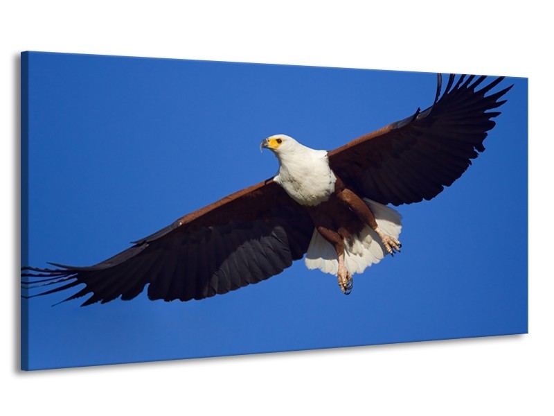 Canvas Schilderij Adelaar, Vogel | Blauw, Wit, Zwart | 170x90cm 1Luik