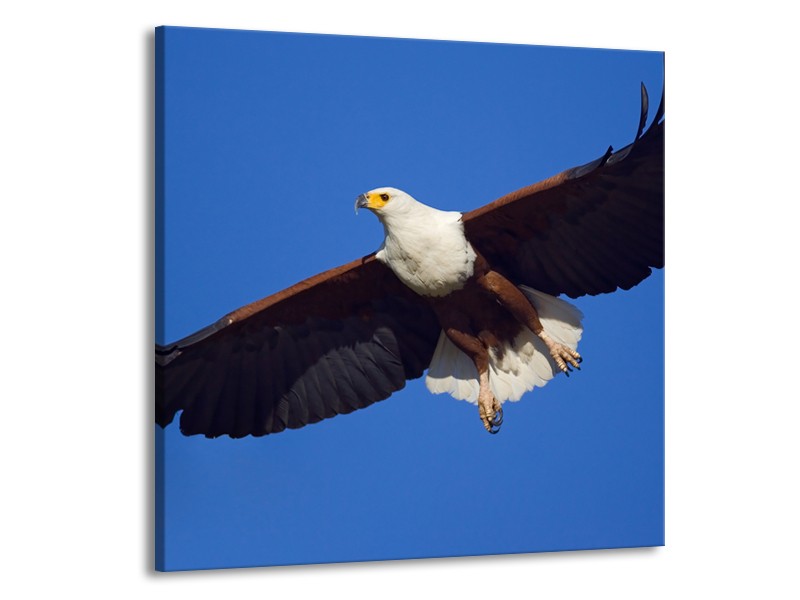 Canvas Schilderij Adelaar, Vogel | Blauw, Wit, Zwart | 50x50cm 1Luik