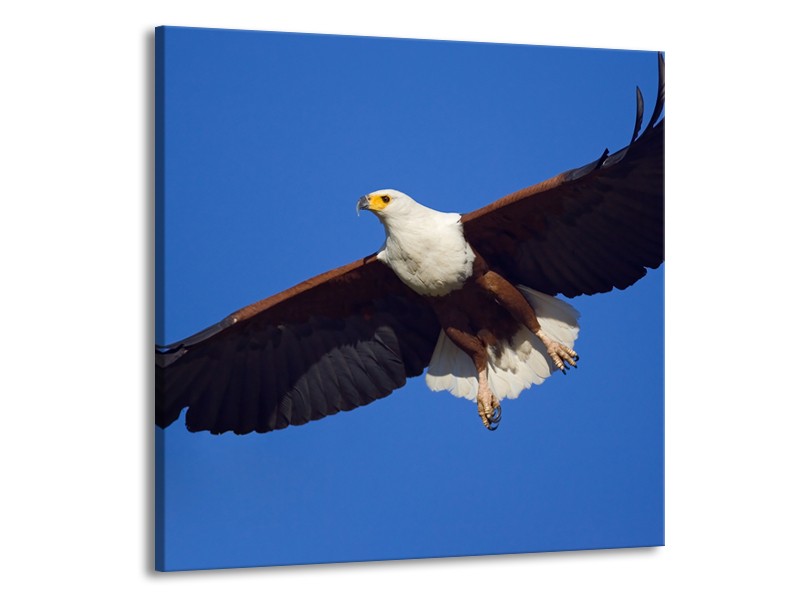 Canvas Schilderij Adelaar, Vogel | Blauw, Wit, Zwart | 70x70cm 1Luik