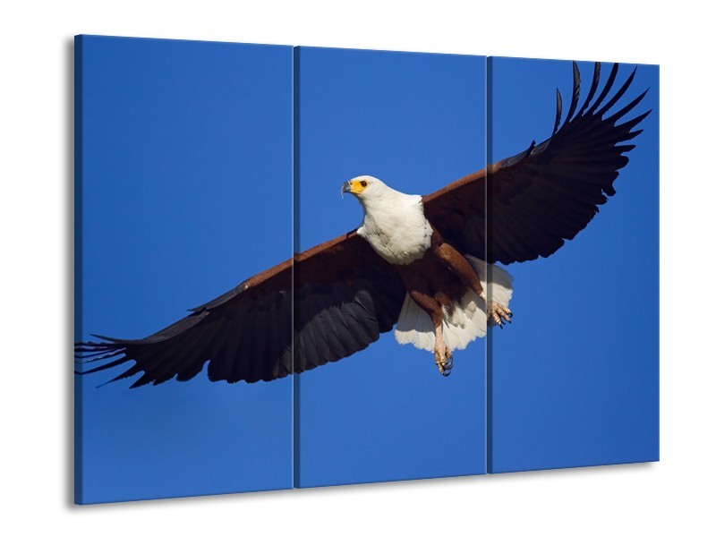 Glasschilderij Adelaar, Vogel | Blauw, Wit, Zwart | 60x90cm 3Luik