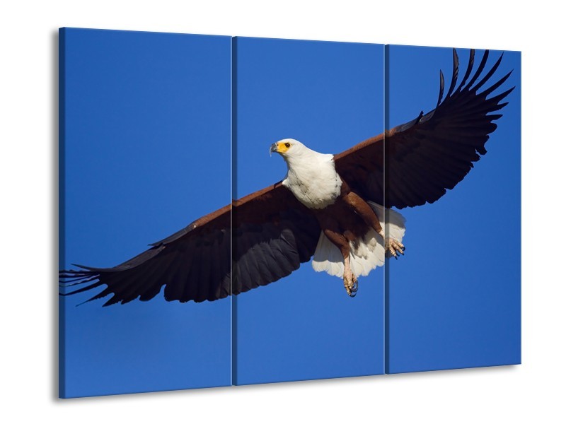 Canvas Schilderij Adelaar, Vogel | Blauw, Wit, Zwart | 60x90cm 3Luik