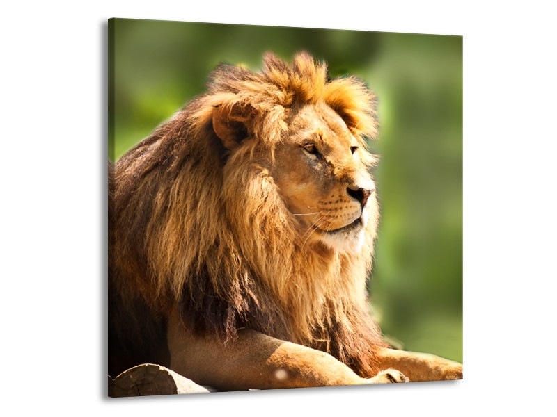 Canvas Schilderij Leeuw, Dieren | Bruin, Groen | 50x50cm 1Luik
