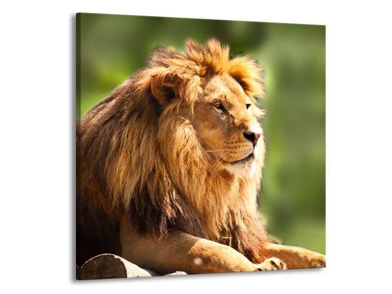 Canvas Schilderij Leeuw, Dieren | Bruin, Groen | 70x70cm 1Luik