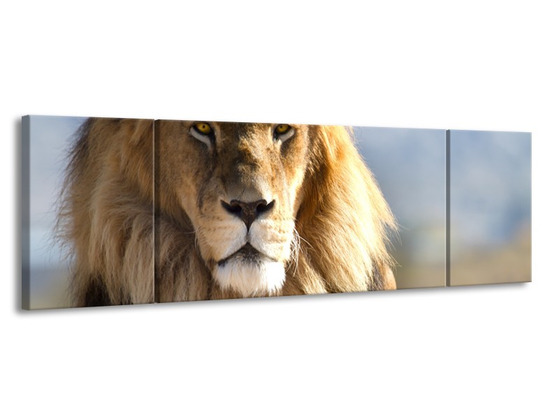 Canvas Schilderij Leeuw, Dieren | Bruin, Blauw, Grijs | 170x50cm 3Luik