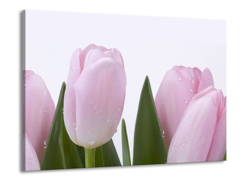 Canvas Schilderij Tulpen, Bloemen | Roze, Wit | 100x70cm 1Luik