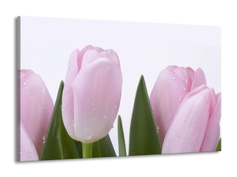 Canvas Schilderij Tulpen, Bloemen | Roze, Wit | 140x90cm 1Luik