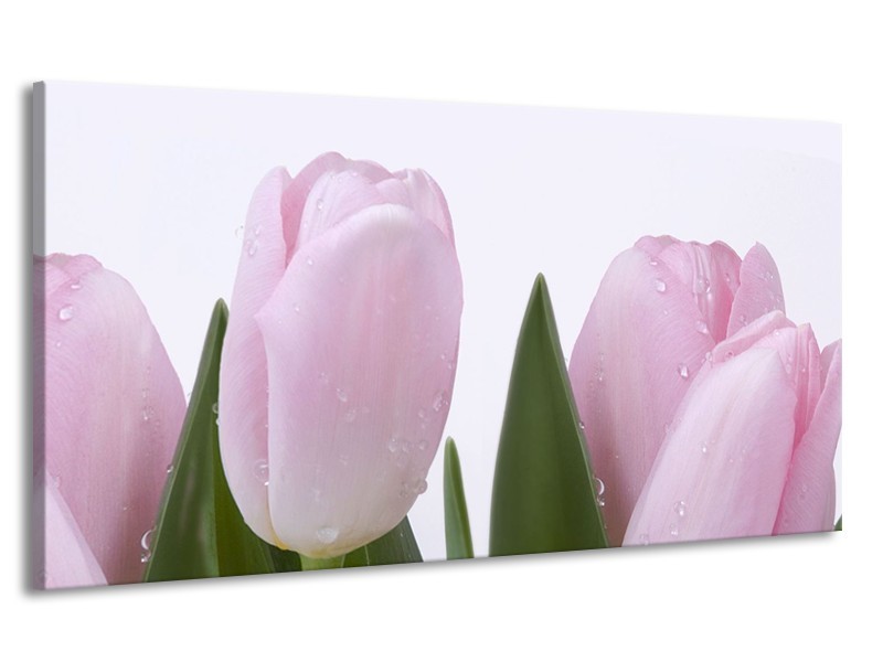 Canvas Schilderij Tulpen, Bloemen | Roze, Wit | 170x90cm 1Luik