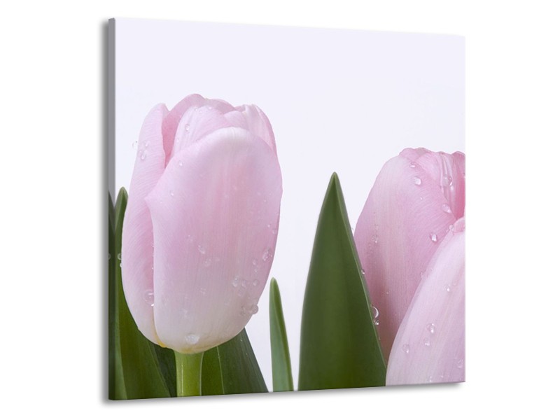 Canvas Schilderij Tulpen, Bloemen | Roze, Wit | 50x50cm 1Luik