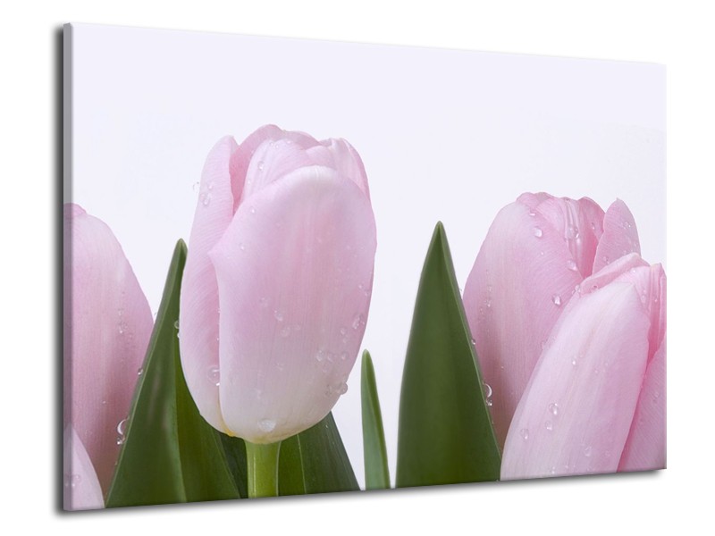 Canvas Schilderij Tulpen, Bloemen | Roze, Wit | 70x50cm 1Luik