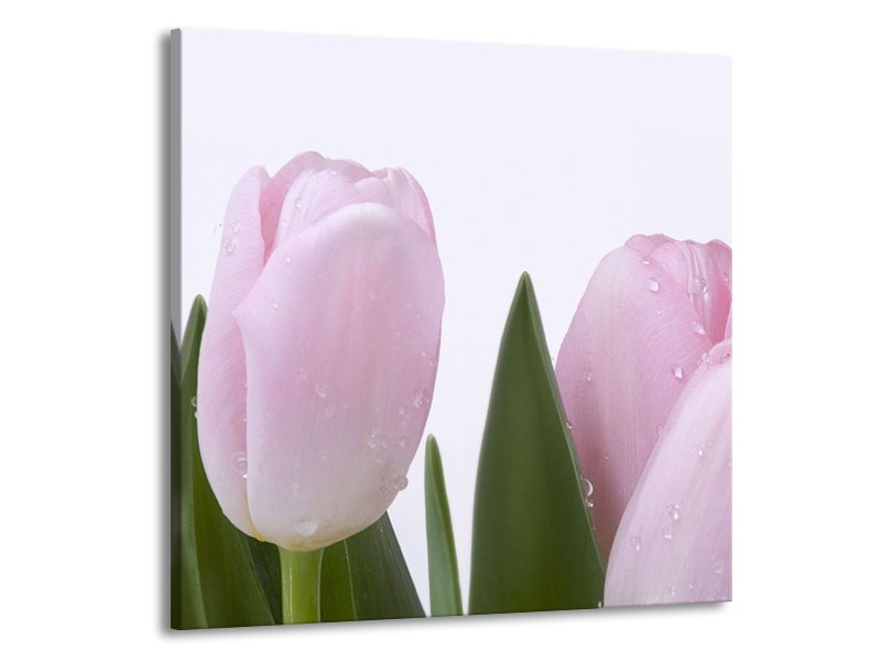 Canvas Schilderij Tulpen, Bloemen | Roze, Wit | 70x70cm 1Luik