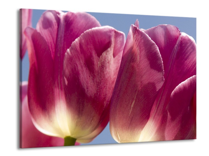 Canvas Schilderij Tulpen, Bloemen | Roze, Paars | 100x70cm 1Luik
