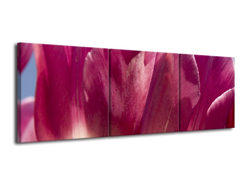 Glasschilderij Tulpen, Bloemen | Roze, Paars | 120x40cm 3Luik