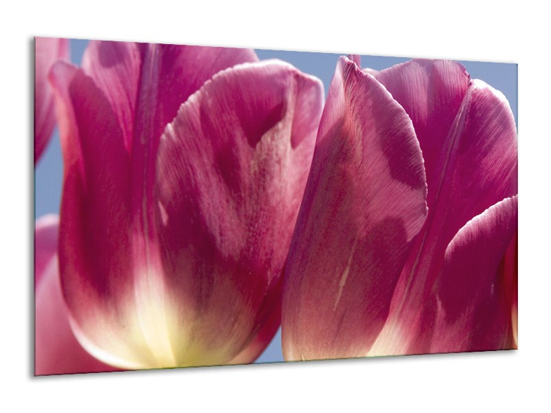 Glasschilderij Tulpen, Bloemen | Roze, Paars | 120x70cm 1Luik