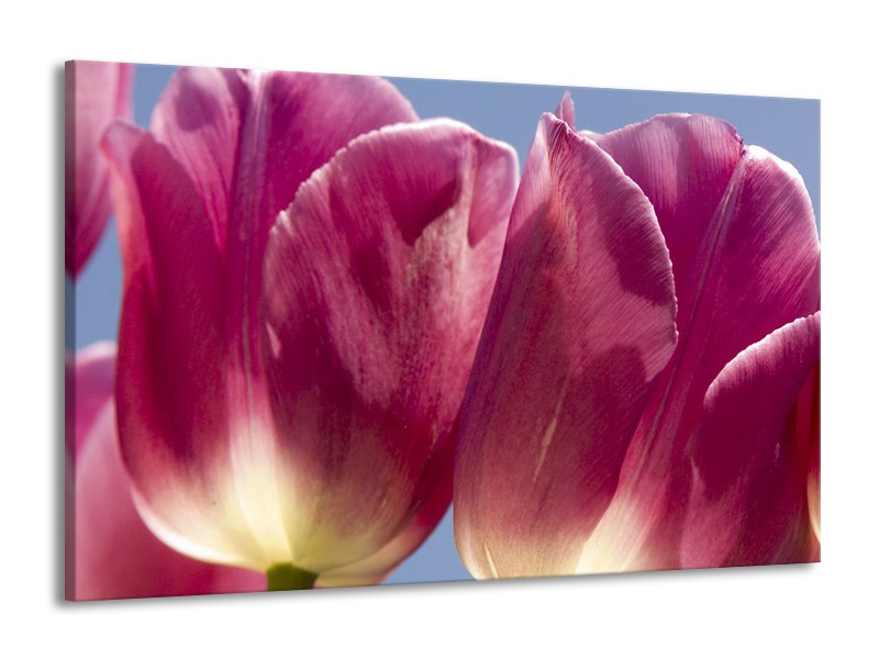 Canvas Schilderij Tulpen, Bloemen | Roze, Paars | 140x90cm 1Luik