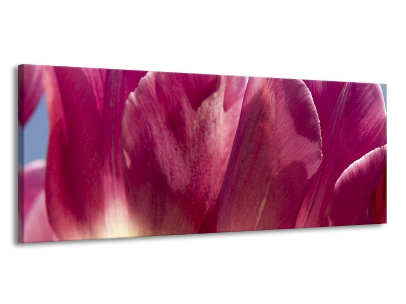 Glasschilderij Tulpen, Bloemen | Roze, Paars | 145x58cm 1Luik