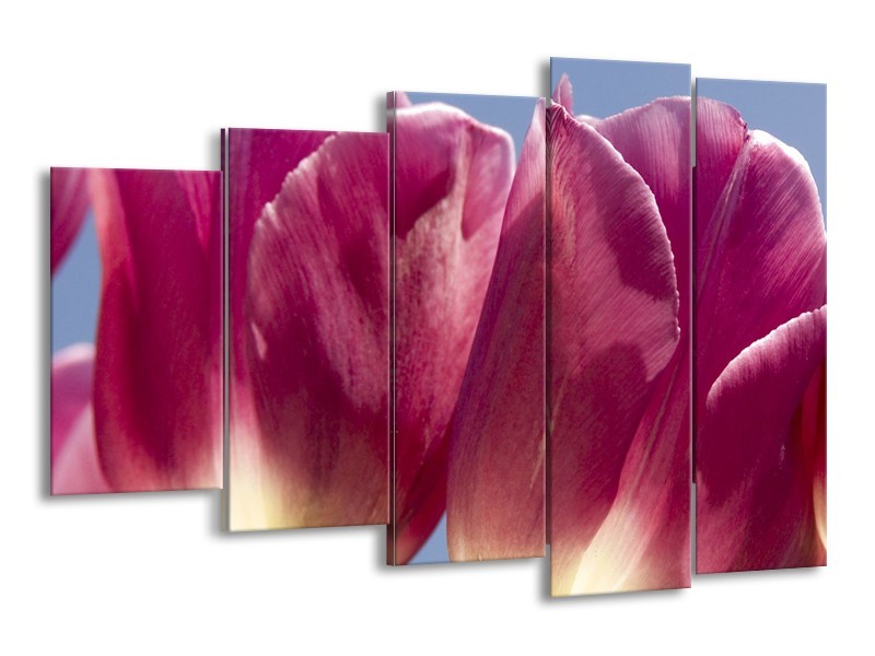 Glasschilderij Tulpen, Bloemen | Roze, Paars | 150x100cm 5Luik