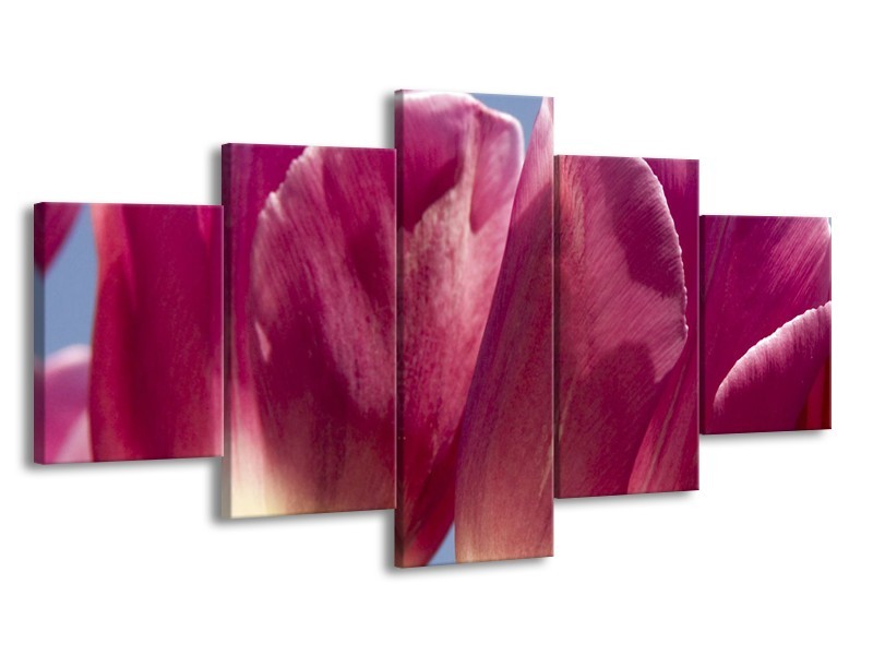 Glasschilderij Tulpen, Bloemen | Roze, Paars | 150x80cm 5Luik