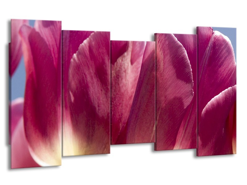 Glasschilderij Tulpen, Bloemen | Roze, Paars | 150x80cm 5Luik