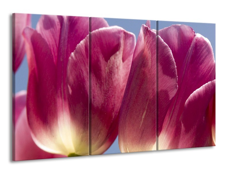 Canvas Schilderij Tulpen, Bloemen | Roze, Paars | 165x100cm 3Luik
