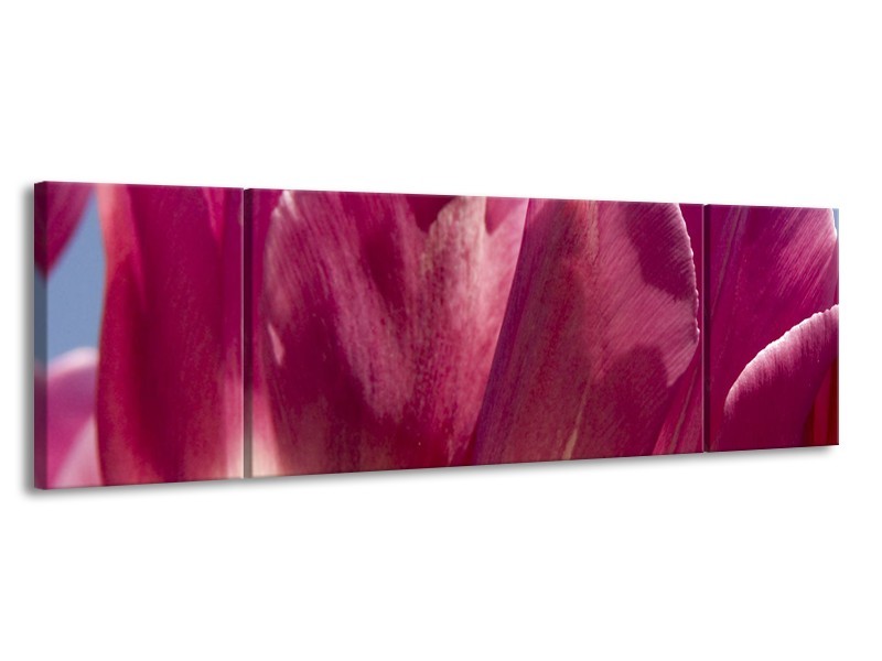 Glasschilderij Tulpen, Bloemen | Roze, Paars | 170x50cm 3Luik