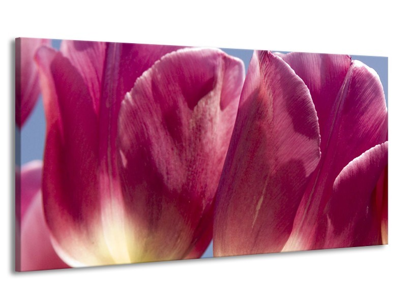 Canvas Schilderij Tulpen, Bloemen | Roze, Paars | 170x90cm 1Luik