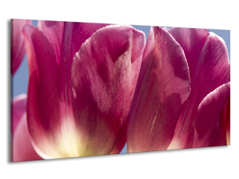 Canvas Schilderij Tulpen, Bloemen | Roze, Paars | 190x100cm 1Luik