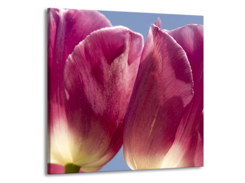 Glasschilderij Tulpen, Bloemen | Roze, Paars | 50x50cm 1Luik