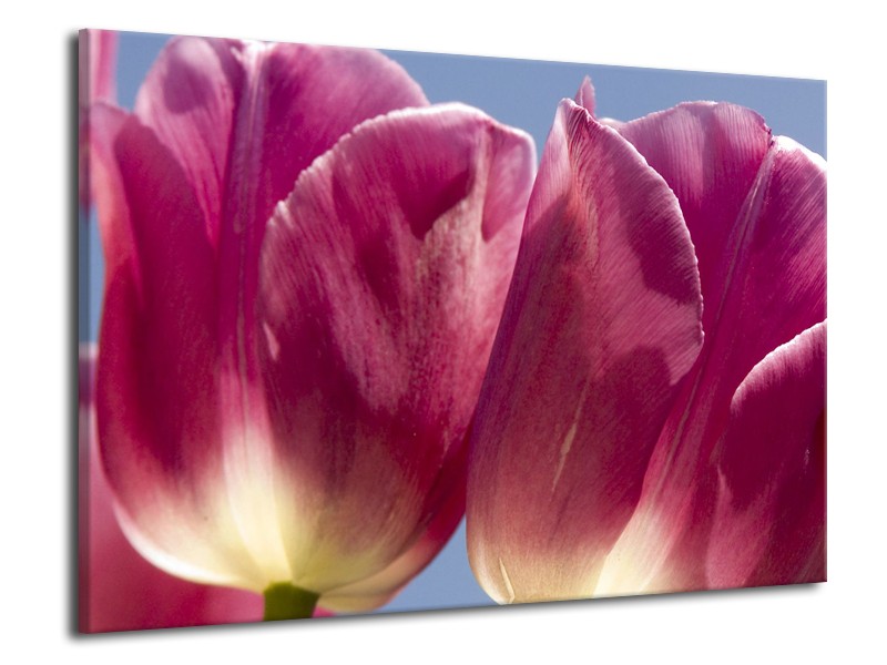 Glasschilderij Tulpen, Bloemen | Roze, Paars | 70x50cm 1Luik