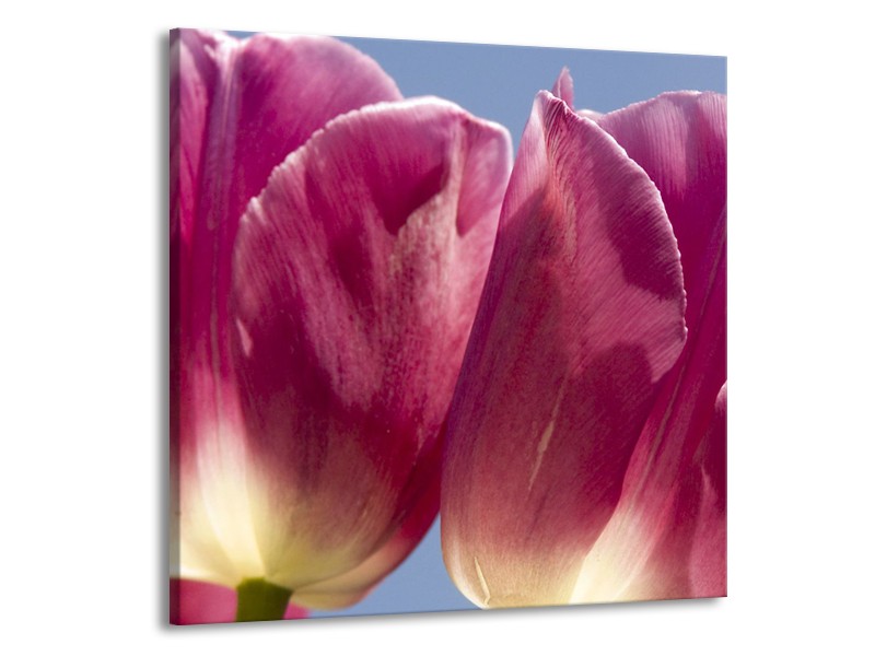 Glasschilderij Tulpen, Bloemen | Roze, Paars | 70x70cm 1Luik