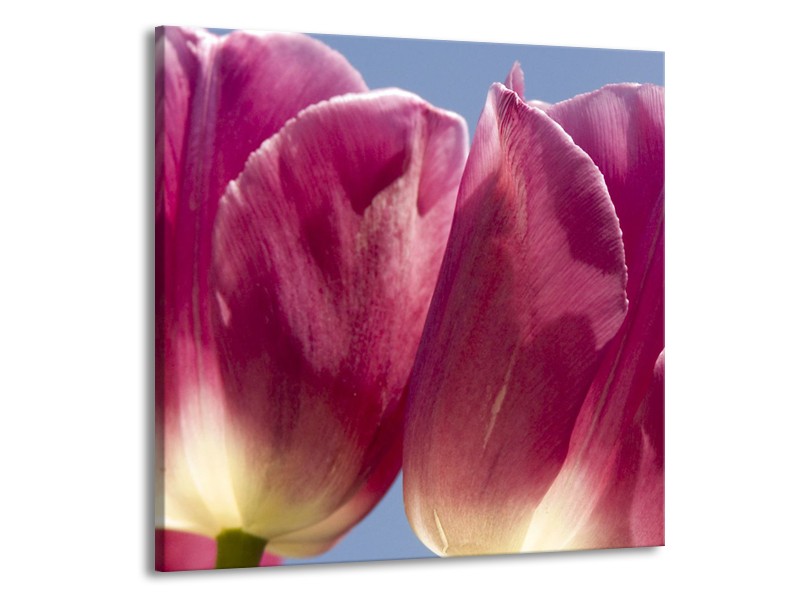 Canvas Schilderij Tulpen, Bloemen | Roze, Paars | 70x70cm 1Luik