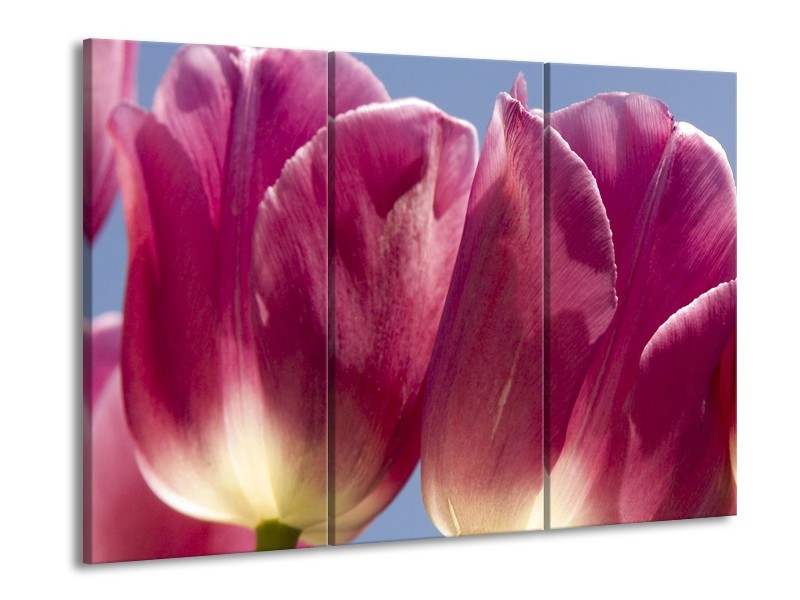 Canvas Schilderij Tulpen, Bloemen | Roze, Paars | 60x90cm 3Luik