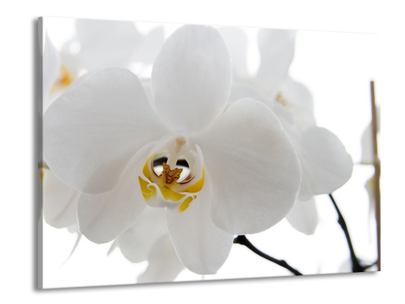 Canvas Schilderij Orchidee, Bloemen | Wit, Geel | 100x70cm 1Luik