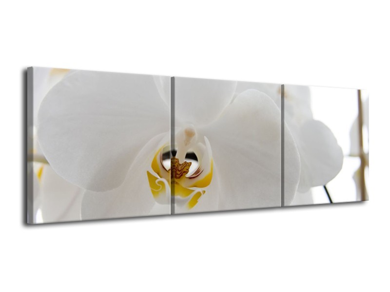 Canvas Schilderij Orchidee, Bloemen | Wit, Geel | 120x40cm 3Luik
