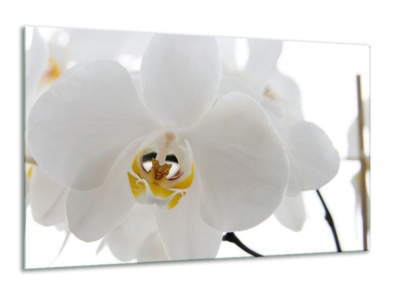 Canvas Schilderij Orchidee, Bloemen | Wit, Geel | 120x70cm 1Luik