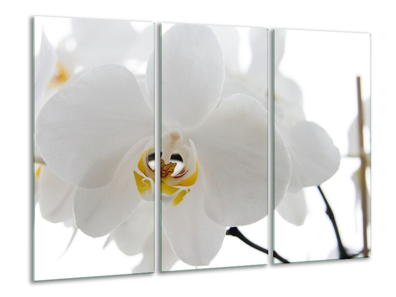 Glasschilderij Orchidee, Bloemen | Wit, Geel | 120x80cm 3Luik