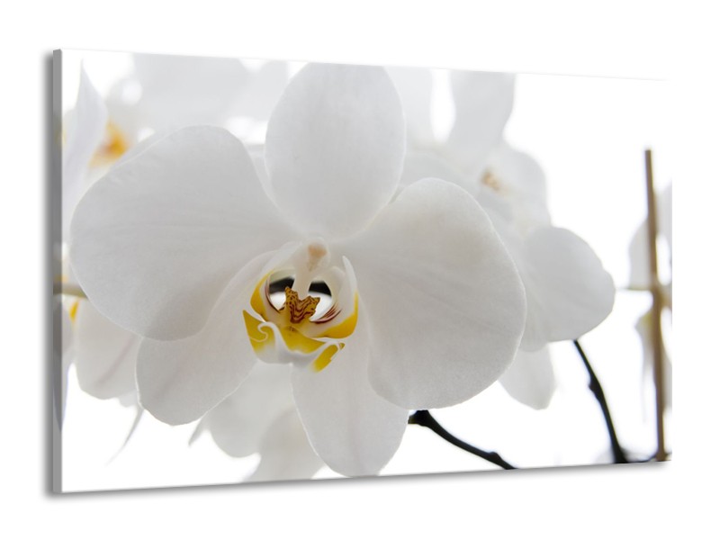 Canvas Schilderij Orchidee, Bloemen | Wit, Geel | 140x90cm 1Luik