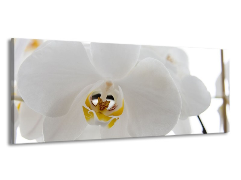 Glasschilderij Orchidee, Bloemen | Wit, Geel | 145x58cm 1Luik