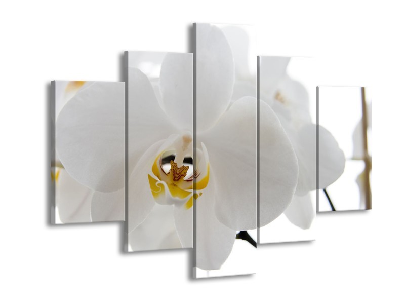 Glasschilderij Orchidee, Bloemen | Wit, Geel | 150x105cm 5Luik