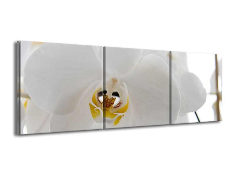 Glasschilderij Orchidee, Bloemen | Wit, Geel | 150x50cm 3Luik