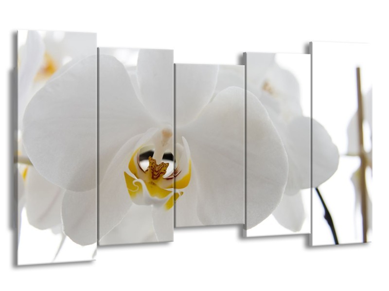 Canvas Schilderij Orchidee, Bloemen | Wit, Geel | 150x80cm 5Luik