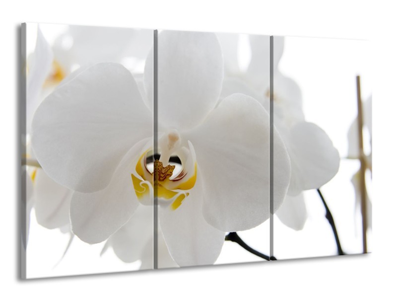 Canvas Schilderij Orchidee, Bloemen | Wit, Geel | 165x100cm 3Luik