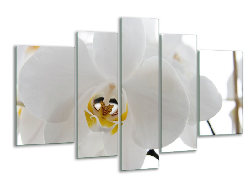 Glasschilderij Orchidee, Bloemen | Wit, Geel | 170x100cm 5Luik